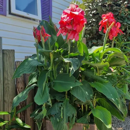 Mobil Home, Jacuzzi, Velos, Barbecue Et Et A 300m Campingplads Hyères